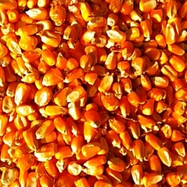 玉米干粒登海605玉米