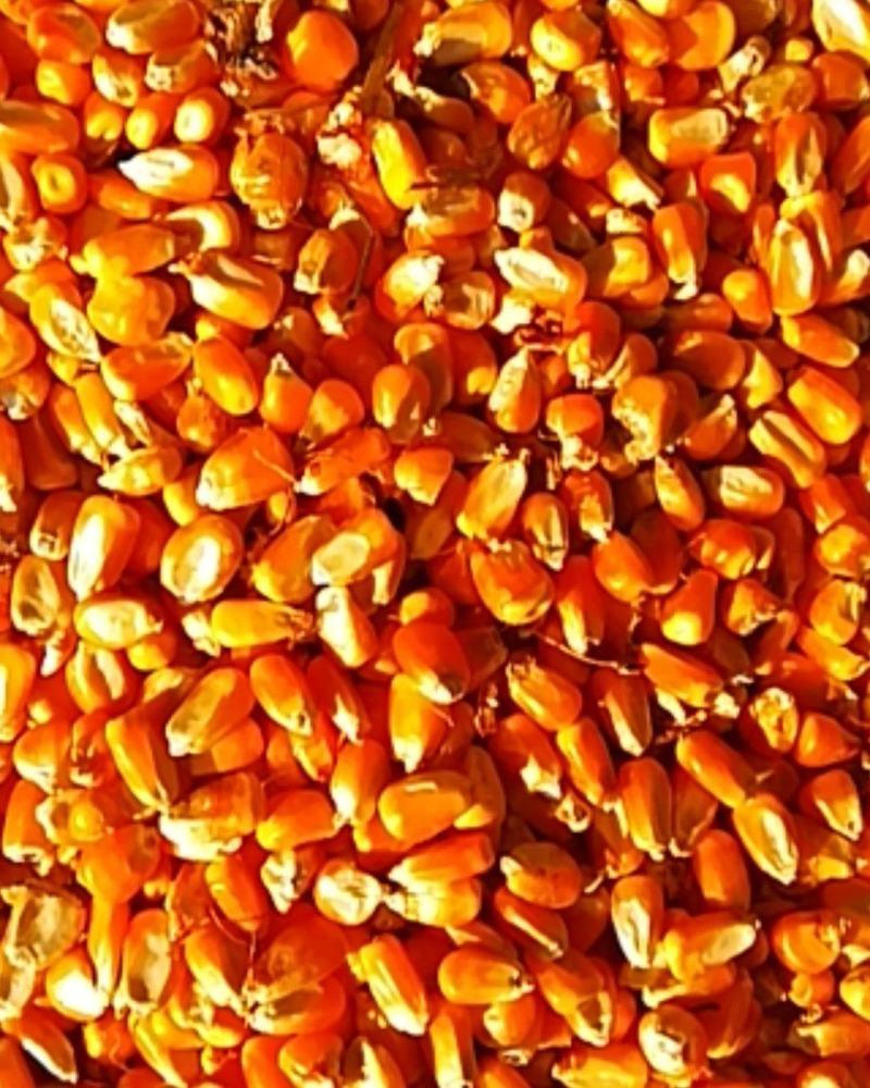 玉米干粒登海605玉米
