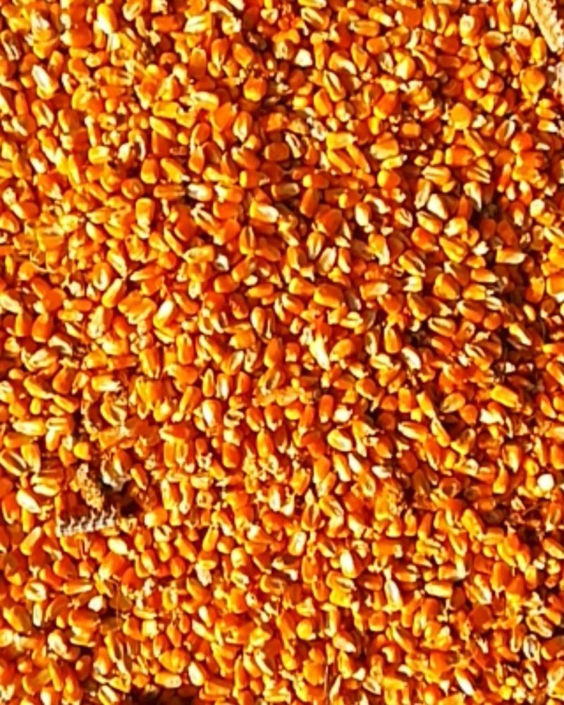 玉米干粒登海605玉米