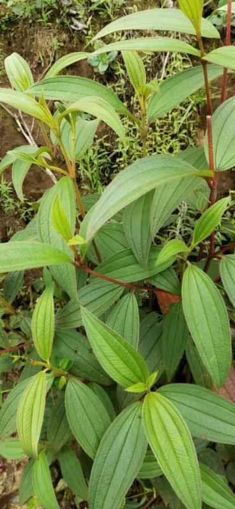 野牡丹，羊开口，野生纯生态干货