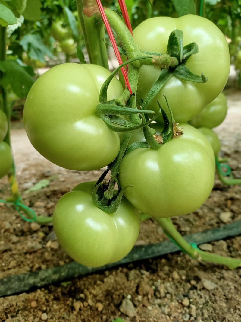 西红柿苗早春早熟粉果番茄品种、颜色好、硬度高。