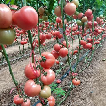西红柿苗早春早熟粉果番茄品种、颜色好、硬度高。