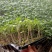 西红柿苗早春早熟粉果番茄品种、颜色好、硬度高。