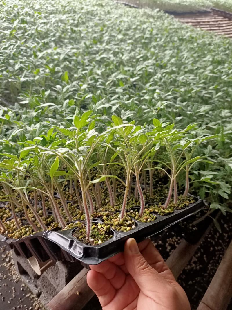 西红柿苗早春早熟粉果番茄品种、颜色好、硬度高。