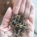 高香型英红九号一牙二叶冬茶
