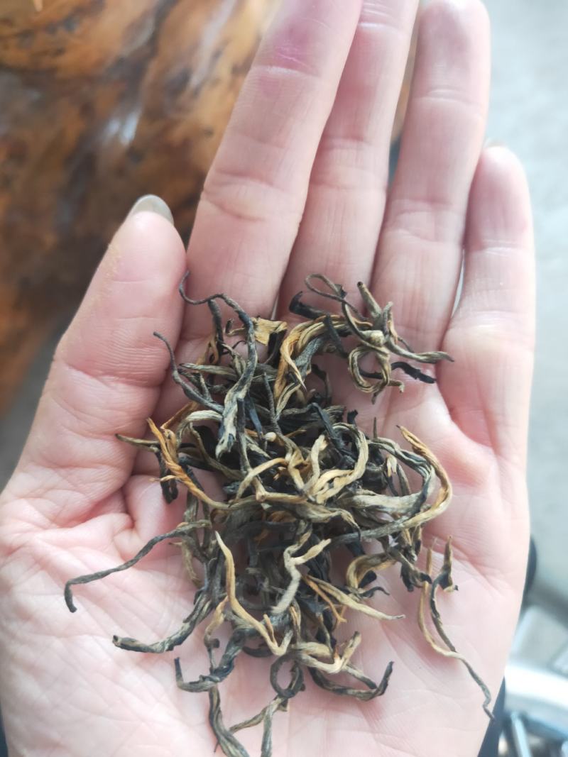 高香型英红九号一牙二叶冬茶