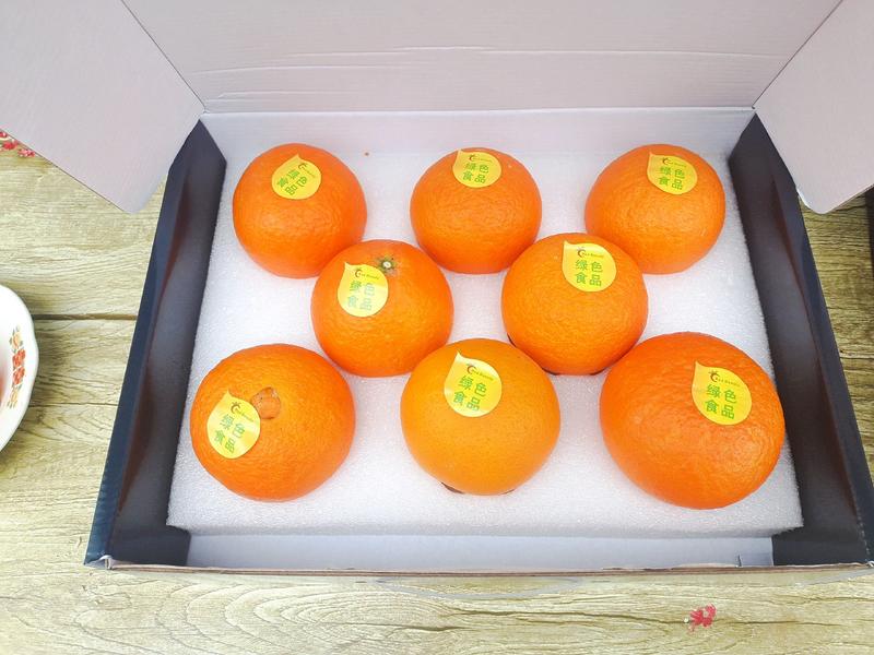 红美人柑橘苗(爱媛28号)金华产地发货柑橘苗精品