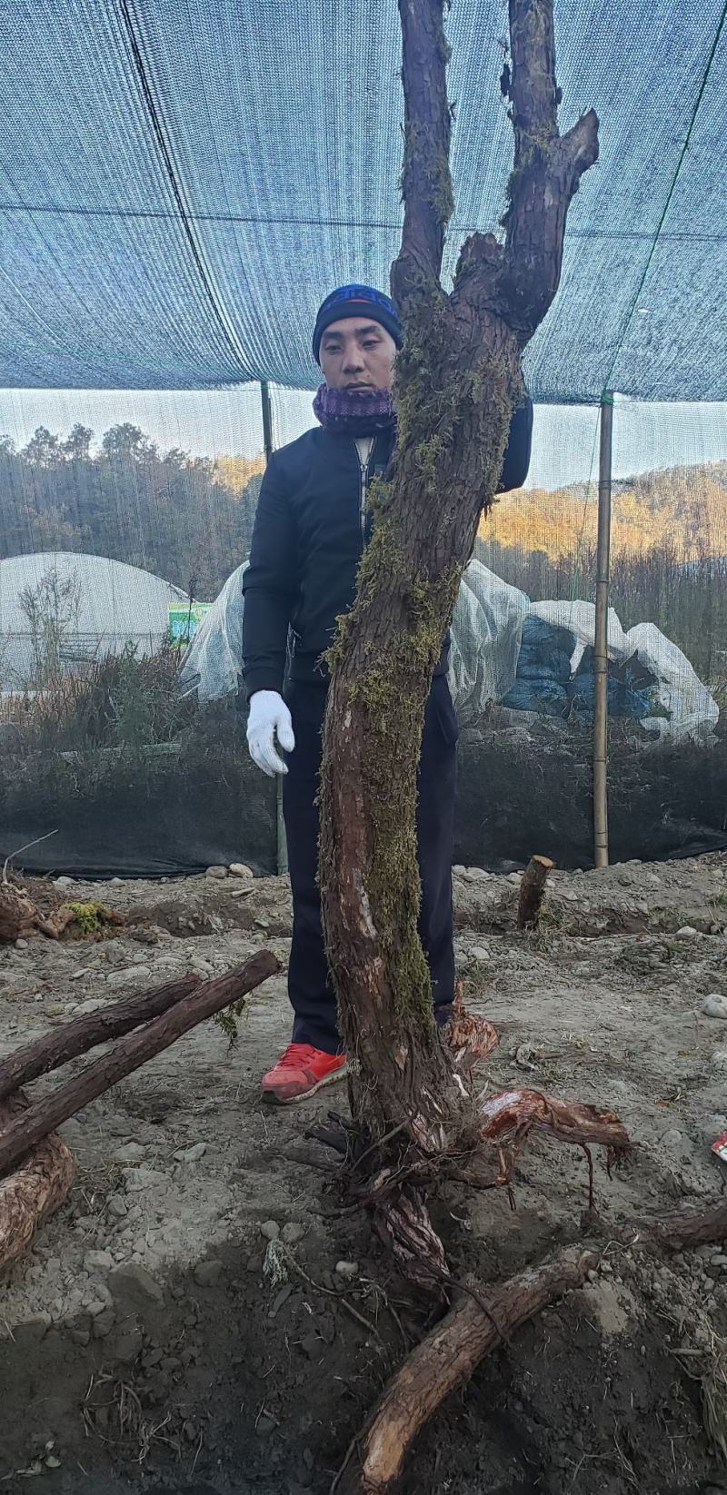 云南德宏野生精品山木香老桩