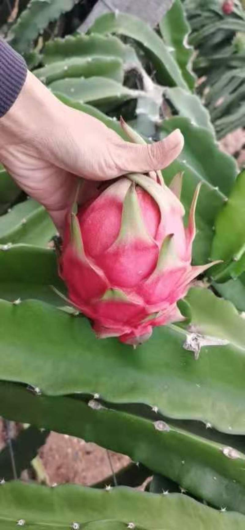 精品“金都”一级红心火龙果，千金一诺，一诺千金