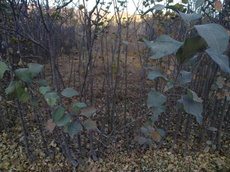 烟富103年生乔化苹果苗