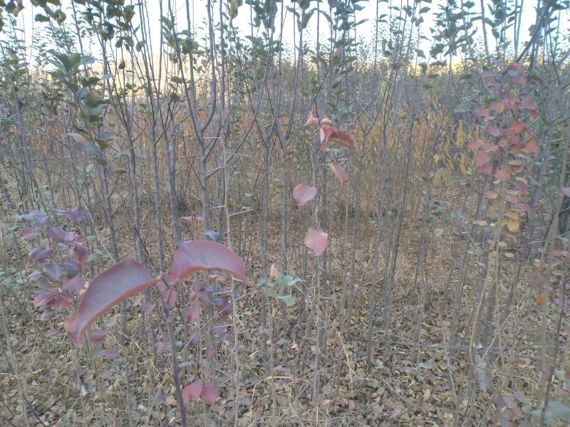 烟富103年生乔化苹果苗