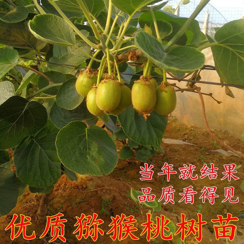 猕猴桃树苗嫁接红心黄心软枣弥猴桃南北方盆地栽种植当年结果