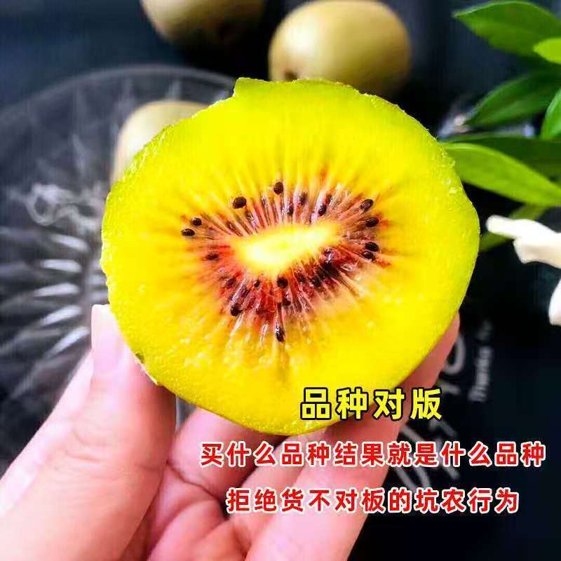 猕猴桃树苗嫁接红心黄心软枣弥猴桃南北方盆地栽种植当年结果