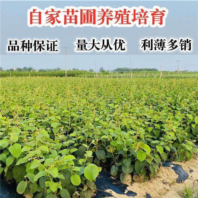 猕猴桃树苗嫁接红心黄心软枣弥猴桃南北方盆地栽种植当年结果