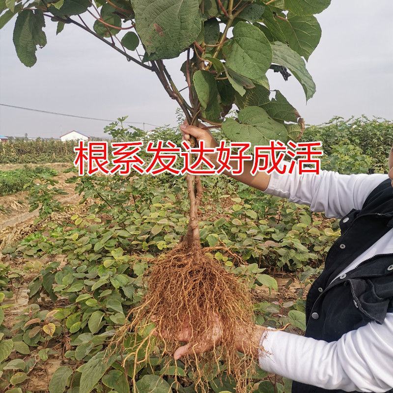 猕猴桃树苗嫁接红心黄心软枣弥猴桃南北方盆地栽种植当年结果