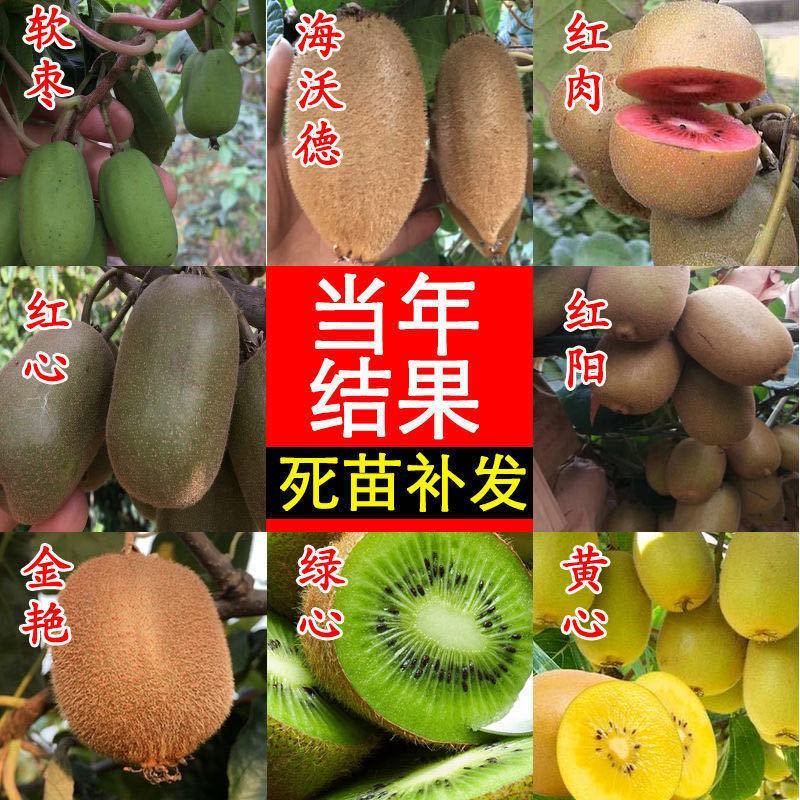 猕猴桃树苗嫁接红心黄心软枣弥猴桃南北方盆地栽种植当年结果