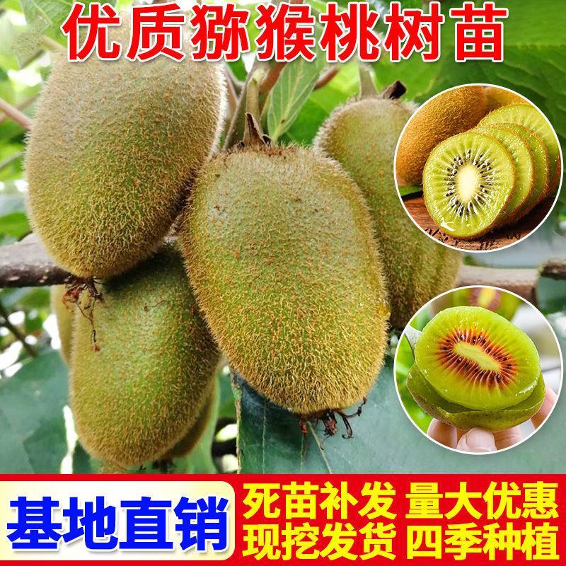 猕猴桃树苗嫁接红心黄心软枣弥猴桃南北方盆地栽种植当年结果