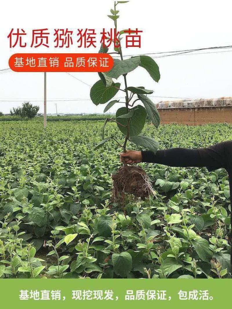 猕猴桃树苗嫁接红心黄心软枣弥猴桃南北方盆地栽种植当年结果