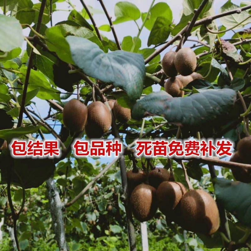 猕猴桃树苗嫁接红心黄心软枣弥猴桃南北方盆地栽种植当年结果