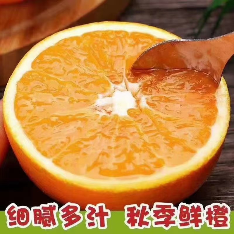 精品九月红脐橙产地直发品质保证一手货源一件代发。