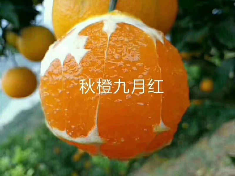 精品九月红脐橙产地直发品质保证一手货源一件代发。