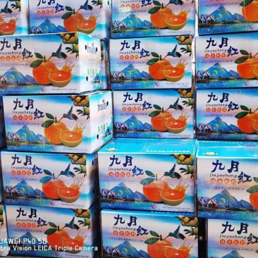 精品九月红脐橙产地直发品质保证一手货源一件代发。