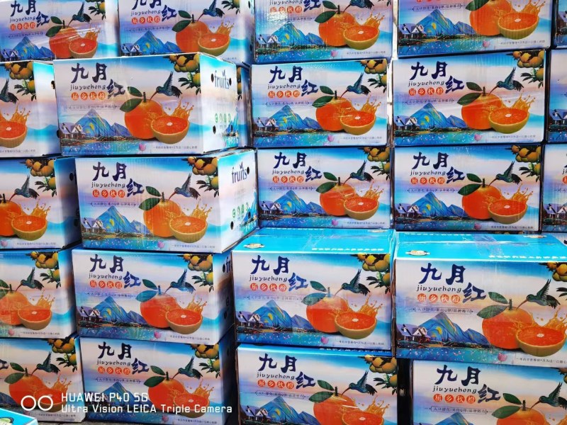 精品九月红脐橙产地直发品质保证一手货源一件代发。