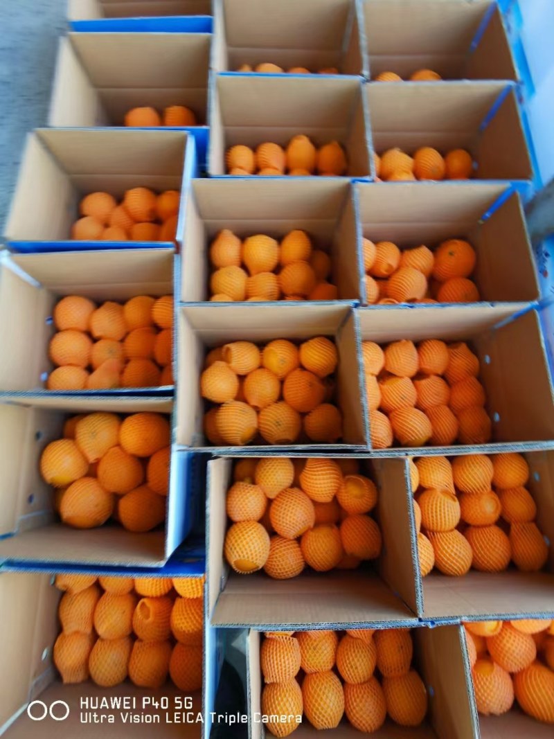精品九月红脐橙产地直发品质保证一手货源一件代发。