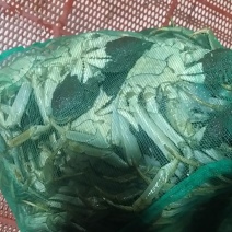 老头蟹公蟹，毛公，中公以及各类规格公蟹，规格好