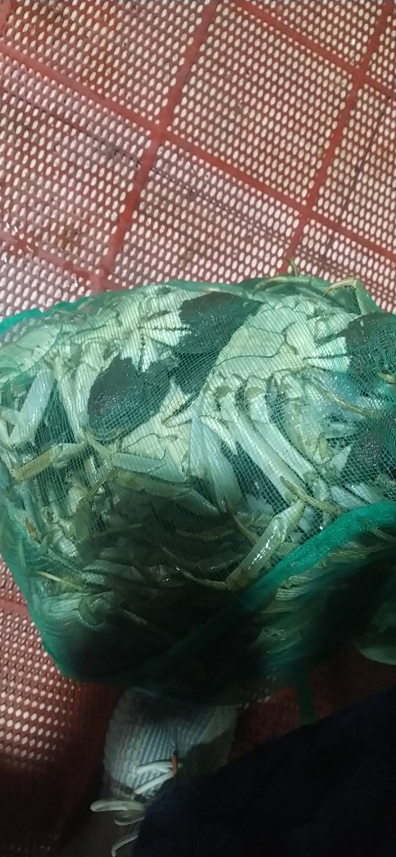 老头蟹公蟹，毛公，中公以及各类规格公蟹，规格好