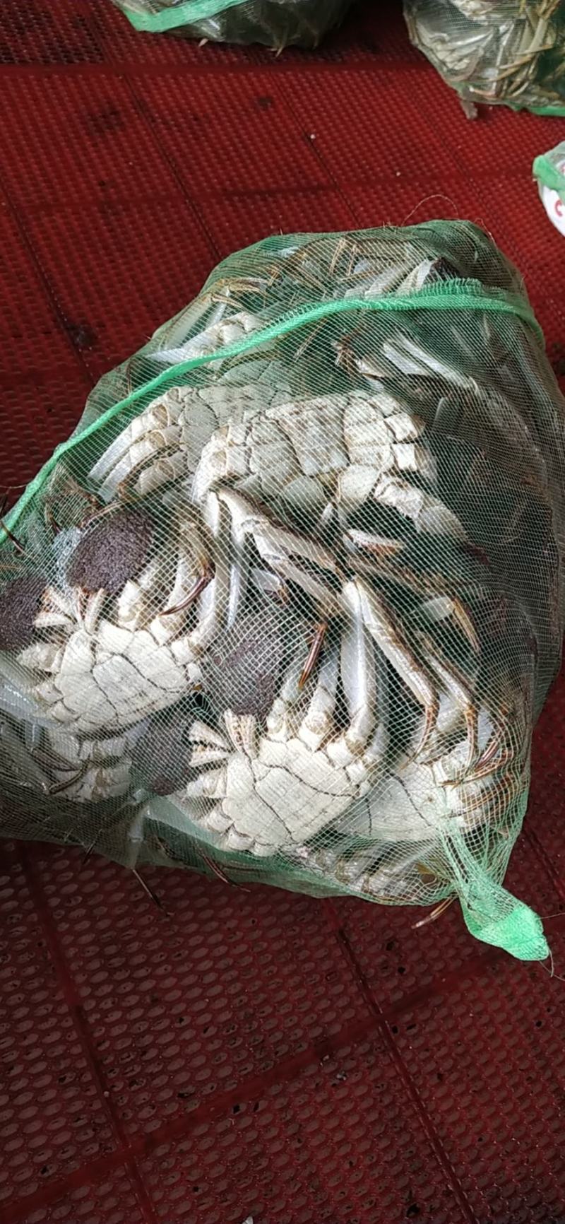 老头蟹公蟹，毛公，中公以及各类规格公蟹，规格好