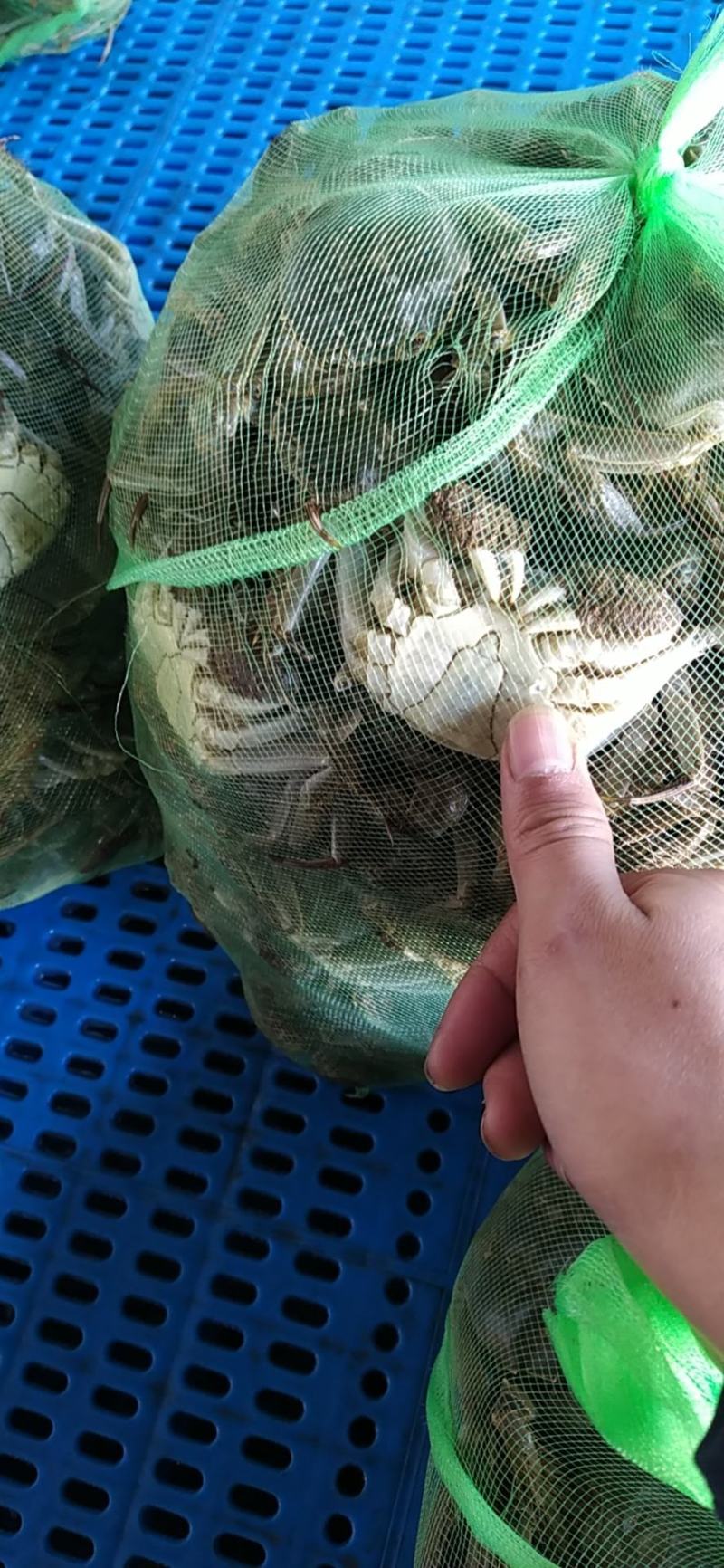 老头蟹公蟹，毛公，中公以及各类规格公蟹，规格好