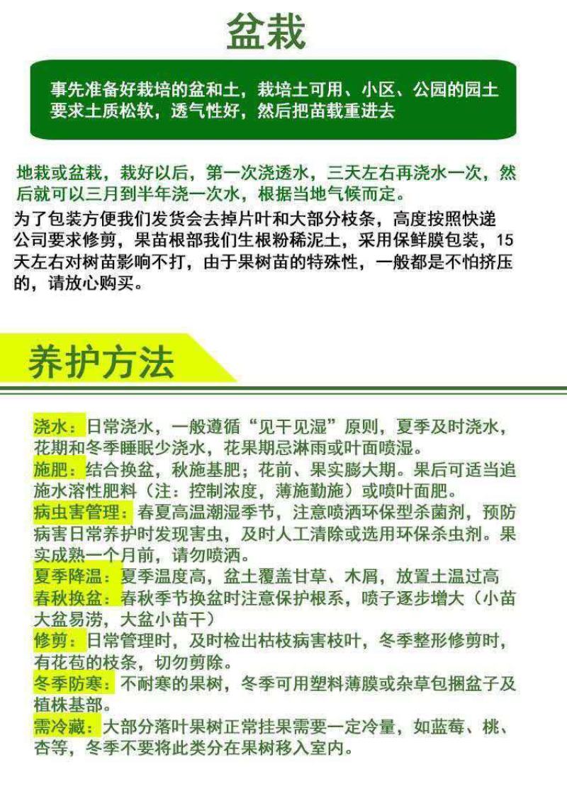 猕猴桃树苗嫁接红心黄心软枣弥猴桃南北方盆地栽种植当年结果