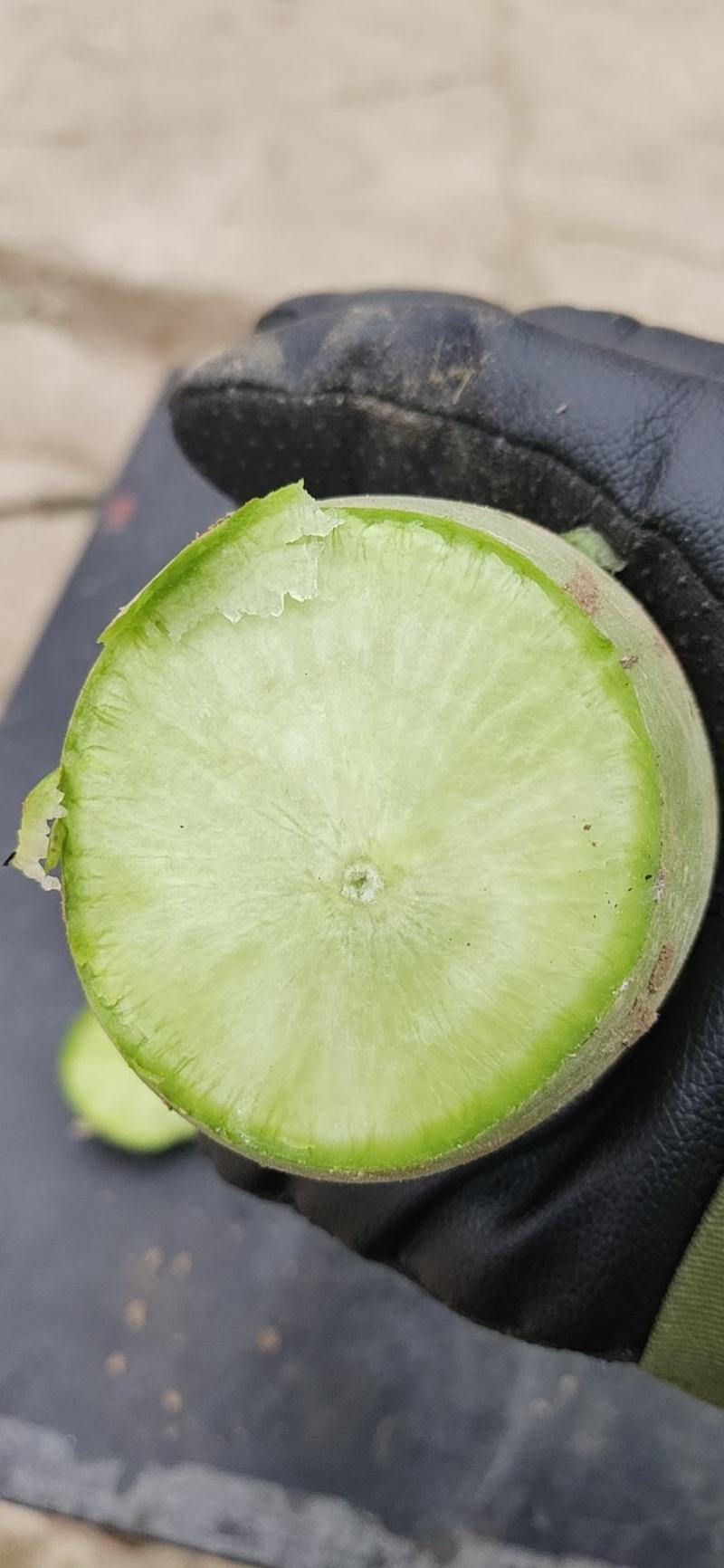 精品青萝卜，全国发货，量大从优，保质保量一条龙
