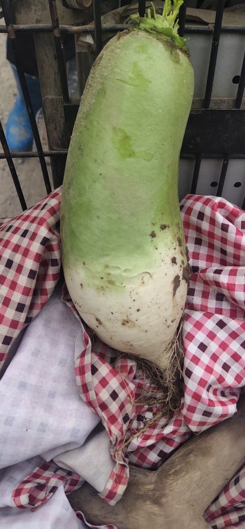 精品青萝卜，全国发货，量大从优，保质保量一条龙