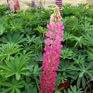 鲁冰花，羽扇豆，母亲花，鲁冰花基地，山东鲁冰花，山东羽扇