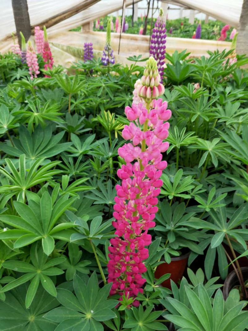 鲁冰花，羽扇豆，母亲花，鲁冰花基地，山东鲁冰花，山东羽扇