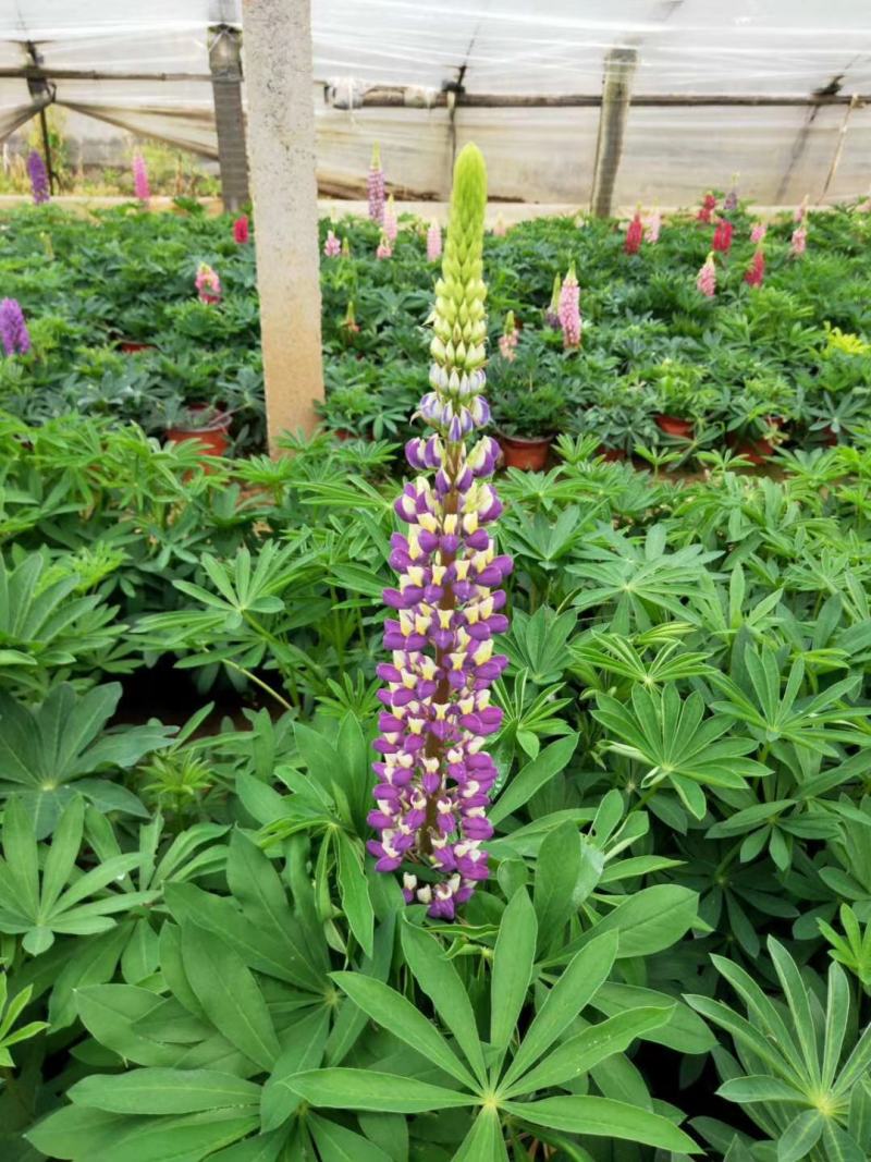 鲁冰花，羽扇豆，母亲花，鲁冰花基地，山东鲁冰花，山东羽扇