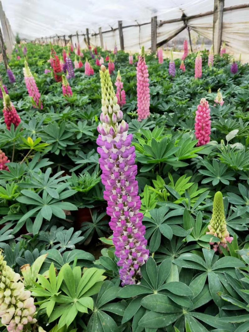 鲁冰花，羽扇豆，母亲花，鲁冰花基地，山东鲁冰花，山东羽扇