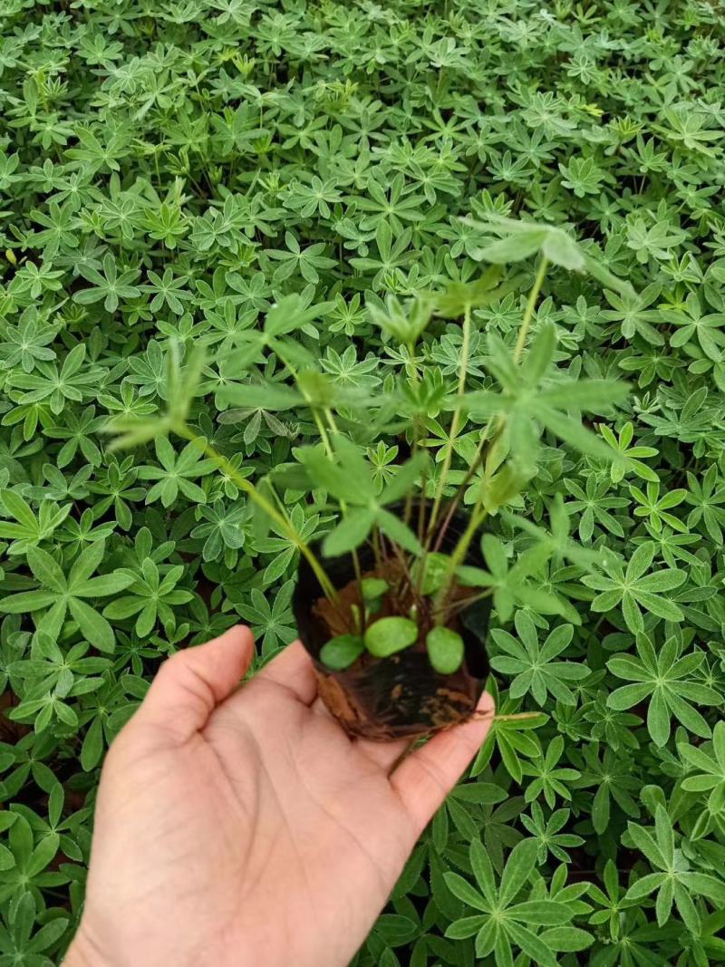 鲁冰花，羽扇豆，母亲花，鲁冰花基地，山东鲁冰花，山东羽扇