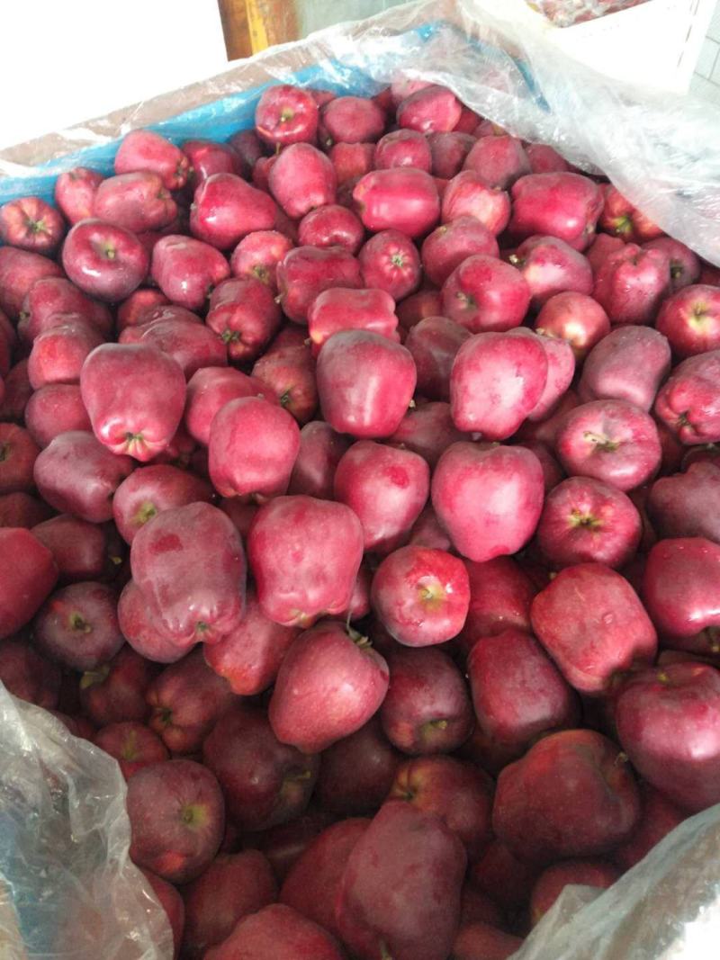 【**热销】甘肃花牛苹果冷库货量大价格可谈品质无忧