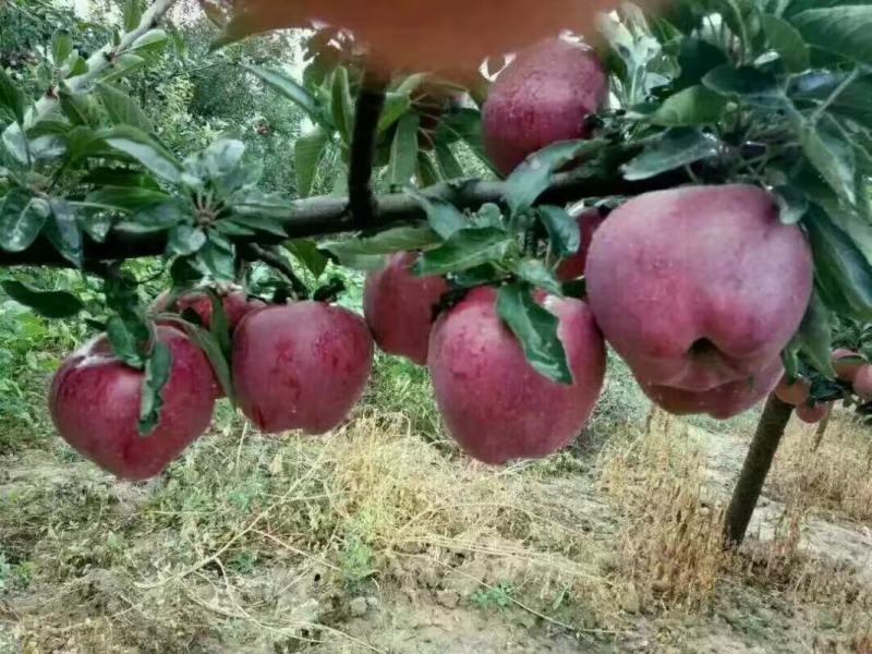 【**热销】甘肃花牛苹果冷库货量大价格可谈品质无忧