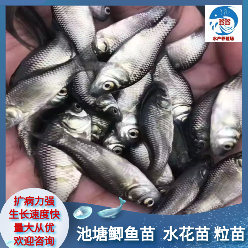 【推荐】鲫鱼苗中科三号五号提供技术抗病能力强成型快