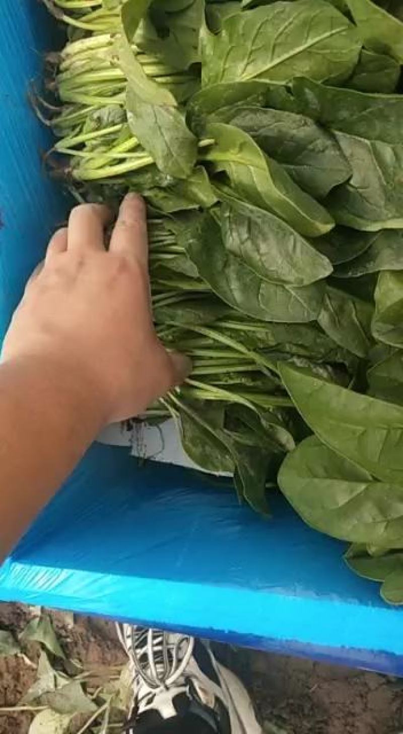 大叶菠菜大量上市质量好价格便宜一手货源基地直发欢迎来电