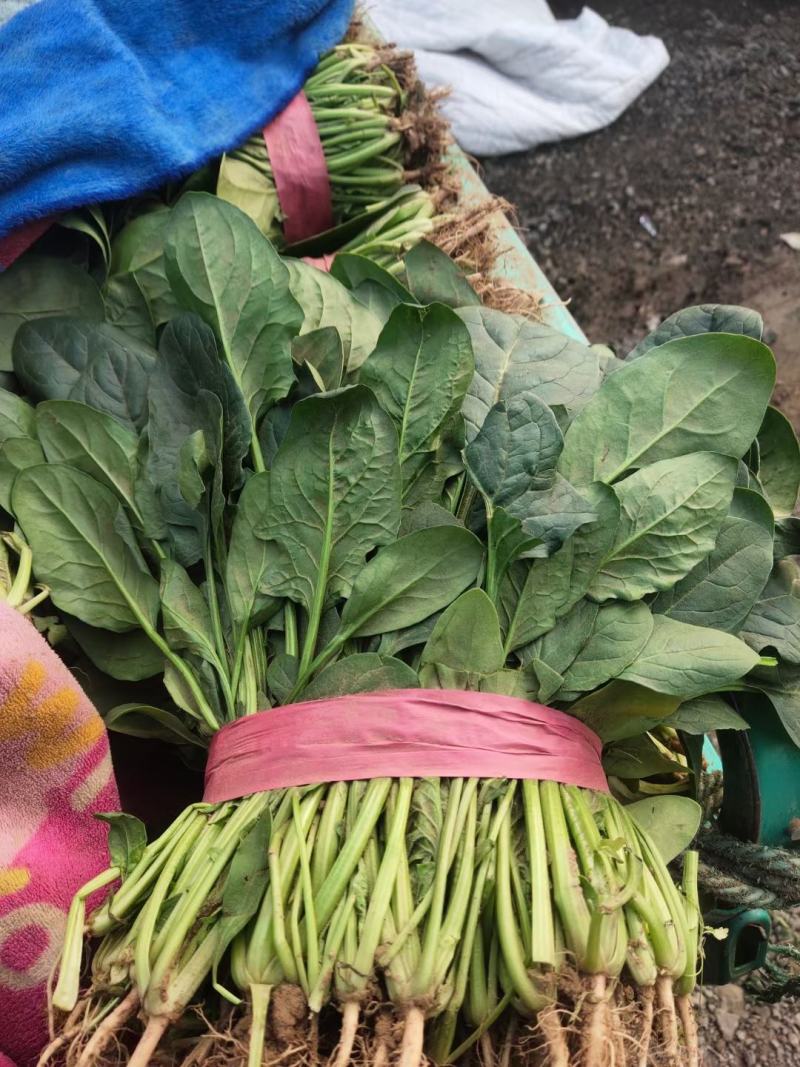 大叶菠菜大量上市质量好价格便宜一手货源基地直发欢迎来电