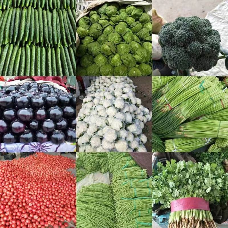 大叶菠菜大量上市质量好价格便宜一手货源基地直发欢迎来电