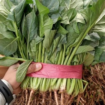 大叶菠菜大量上市质量好价格便宜一手货源基地直发欢迎来电