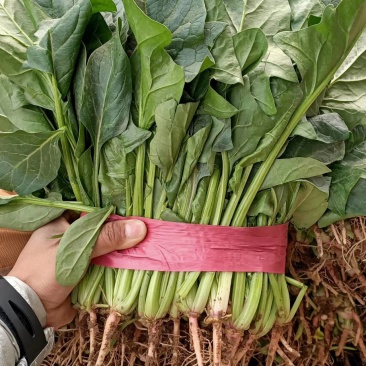 大叶菠菜大量上市质量好价格便宜一手货源基地直发欢迎来电