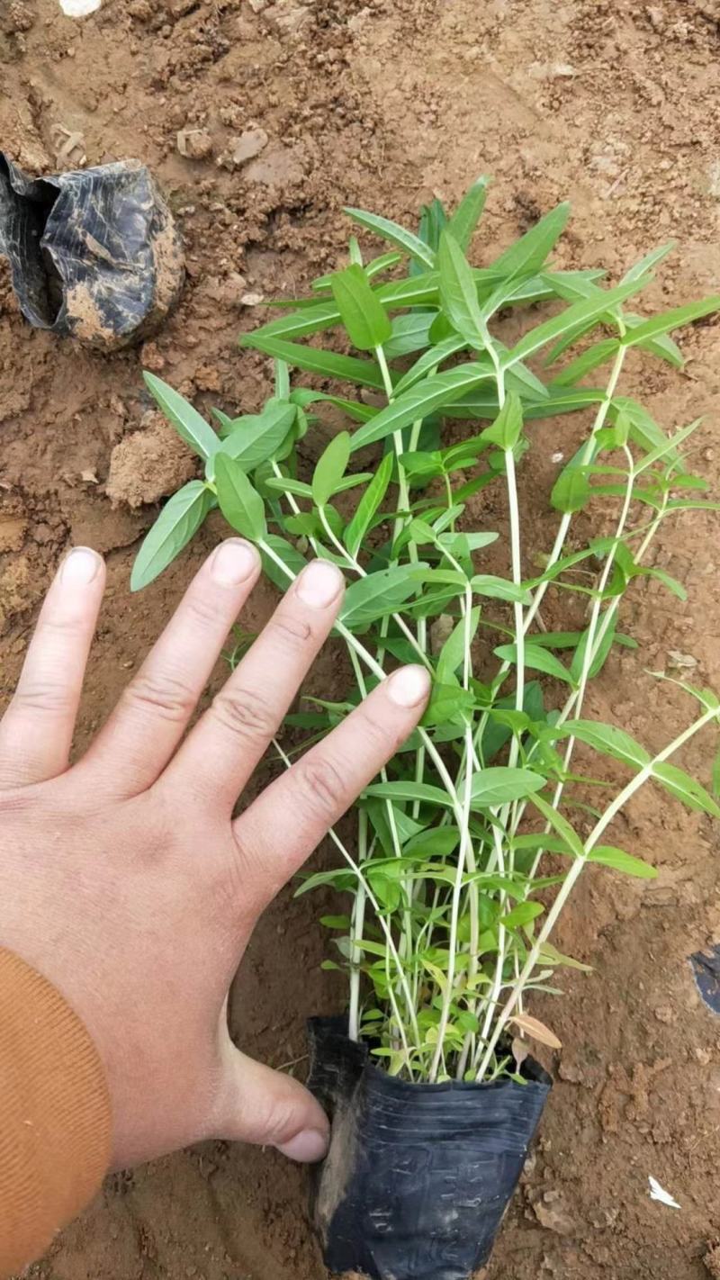 千屈菜，水生植物，山东千屈菜，千屈菜苗，千屈菜基地
