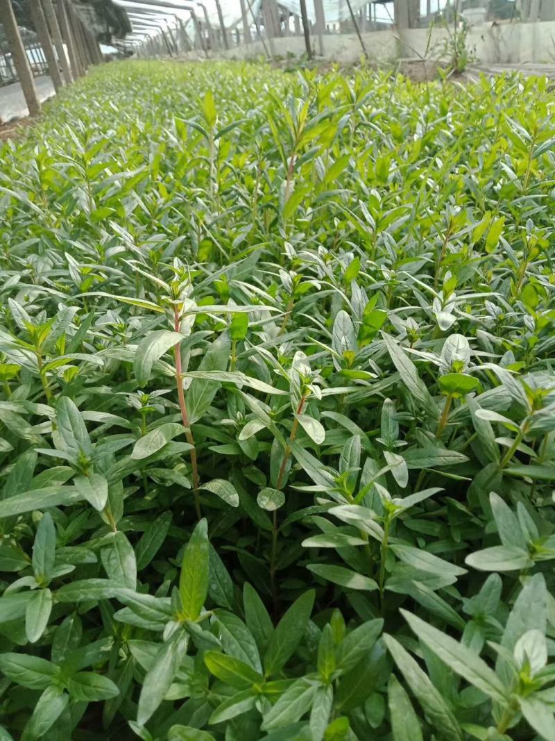 千屈菜，水生植物，山东千屈菜，千屈菜苗，千屈菜基地